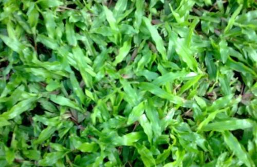 大葉油草——植物界中的低調派