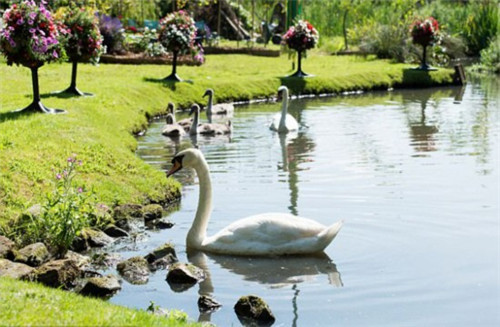 英國78歲老太7年將廢棄沼地改成“仙境”