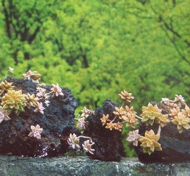 植物的另類栽培也別具風格