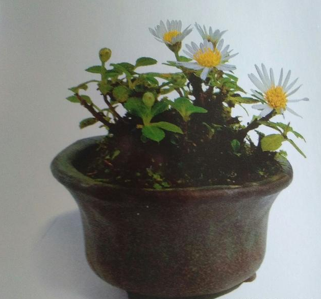 植物的另類栽培也別具風格