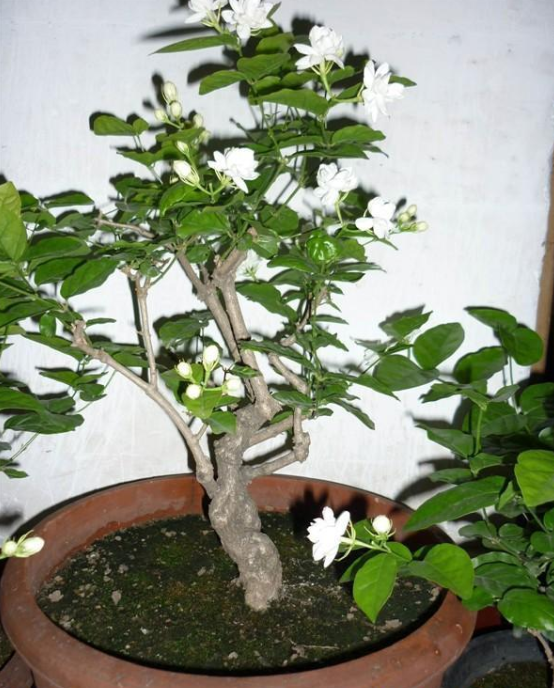 植物的另類栽培也別具風格