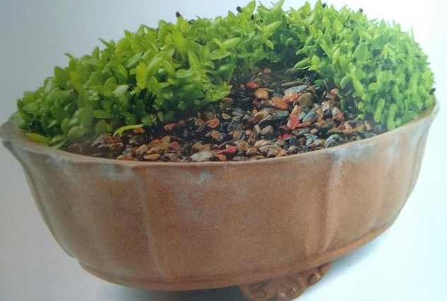 植物的另類栽培也別具風格