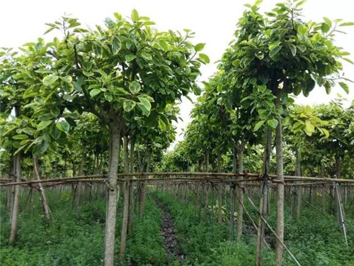 苗木基地如何灌溉樹苗的?