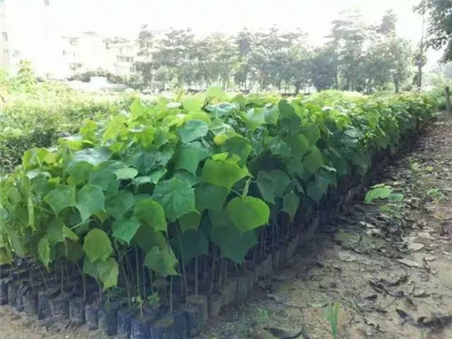 苗木基地如何灌溉樹苗的?