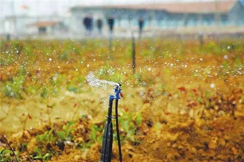 苗木基地如何灌溉樹苗的?