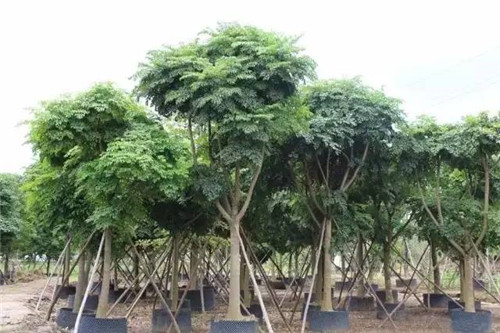 苗木基地如何灌溉樹苗的?