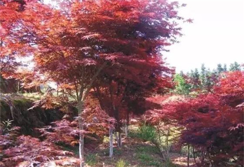 苗木基地如何灌溉樹苗的?