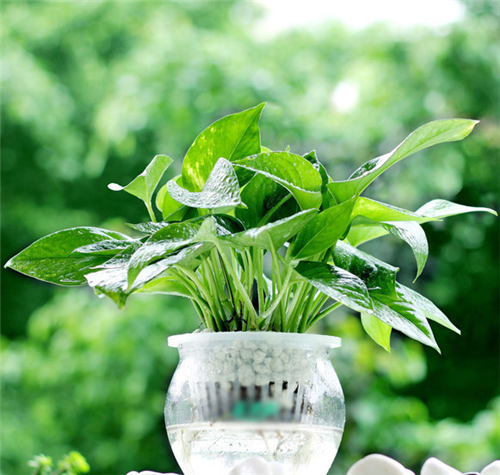 剛裝修完甲醛重,要擺這些植物才能吸毒!