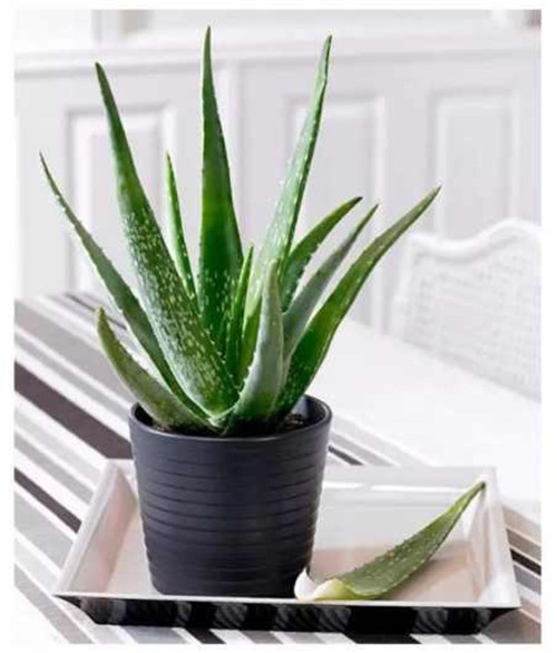 剛裝修完甲醛重,要擺這些植物才能吸毒!