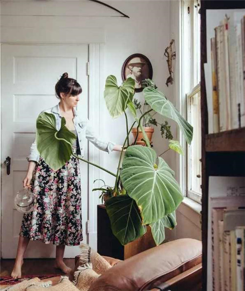 剛裝修完甲醛重,要擺這些植物才能吸毒!