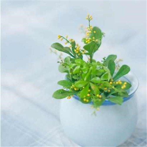 剛裝修完甲醛重,要擺這些植物才能吸毒!