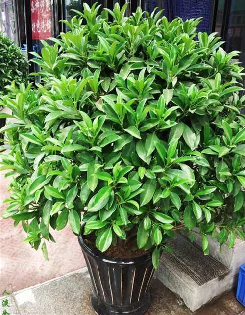 剛裝修完甲醛重,要擺這些植物才能吸毒!