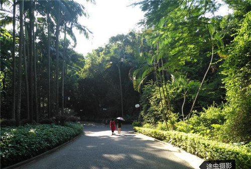 深圳CBD最大公園是深圳最美城市公園之一