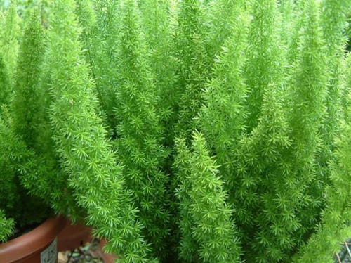 天門冬的莖葉容易發黃的原因