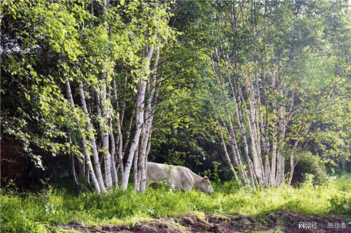 柳樹溝森林公園讓你找到回歸大自然的感覺