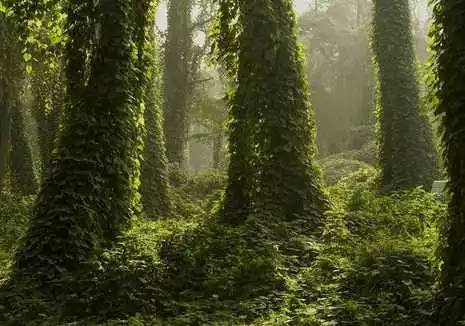 全世界最關(guān)注的環(huán)境區(qū)域——熱帶雨林