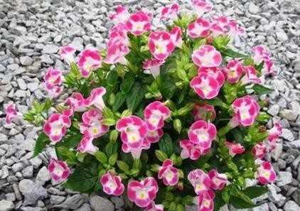 4種不怕被曬死的花卉，耐熱耐高溫