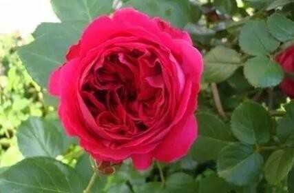 4種不怕被曬死的花卉，耐熱耐高溫