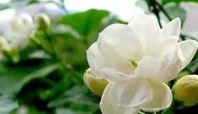 4種不怕被曬死的花卉，耐熱耐高溫