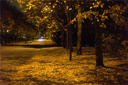 燕園為您呈現(xiàn)漂亮的金桐力大道