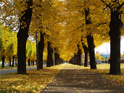 燕園為您呈現(xiàn)漂亮的金桐力大道