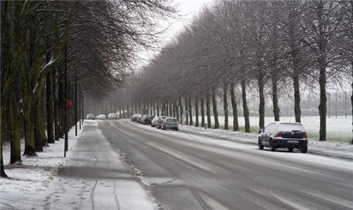 燕園為您呈現(xiàn)漂亮的金桐力大道