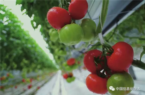 人工智能“破譯”植物生長“密碼”