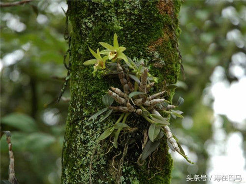 巴馬有一種神奇的植物——鐵皮石斛