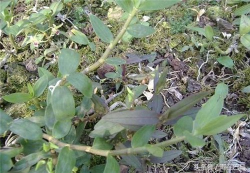 巴馬有一種神奇的植物——鐵皮石斛