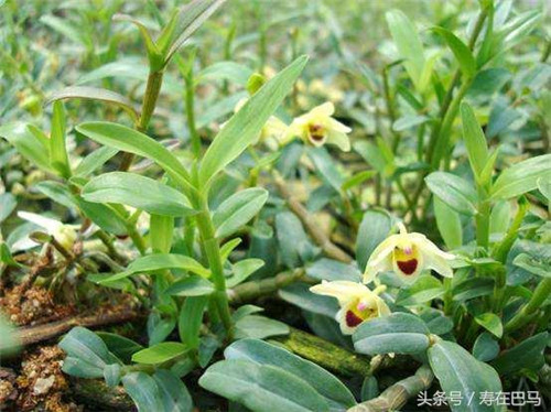巴馬有一種神奇的植物——鐵皮石斛