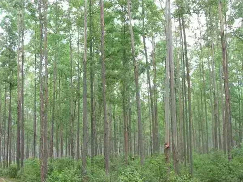 植物界的吉尼斯世界紀錄