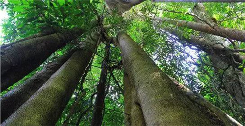 植物界的吉尼斯世界紀錄