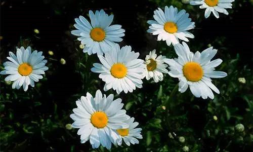 植物界的吉尼斯世界紀錄