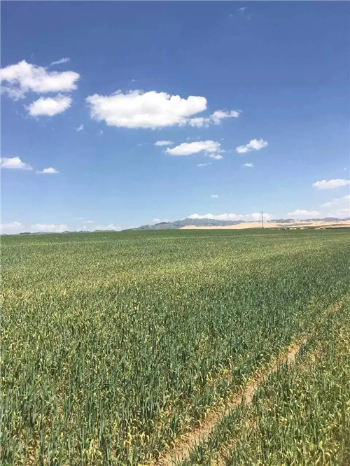 這種植物，全世界只有一個地方出產……