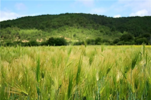 這種植物，全世界只有一個地方出產……