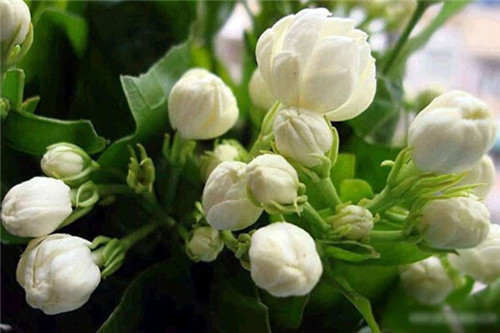 花園里可以種植的好看又能吃的植物