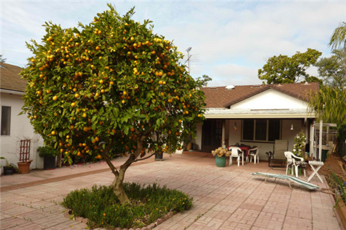 花園里可以種植的好看又能吃的植物