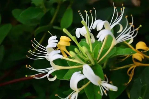 花園里可以種植的好看又能吃的植物