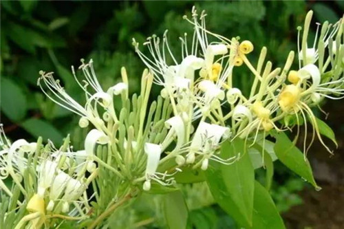 花園里可以種植的好看又能吃的植物