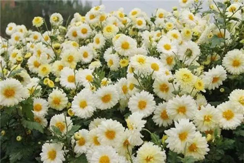 花園里可以種植的好看又能吃的植物