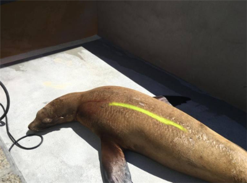 植物的殺傷力也很大！