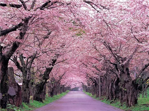 這類樹木為何能在園林綠化中長盛不衰？