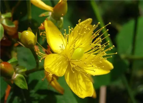 這類樹木為何能在園林綠化中長盛不衰？