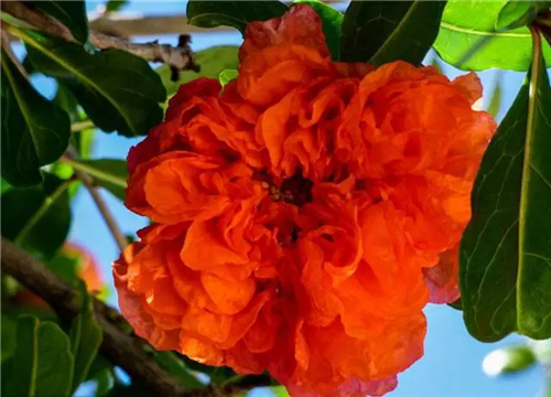 這類樹木為何能在園林綠化中長盛不衰？