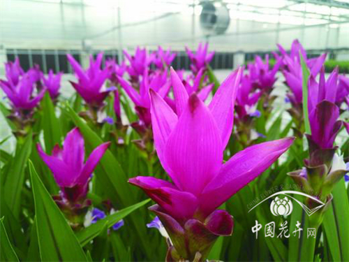 盆花市場“新貴”姜荷花初露鋒芒