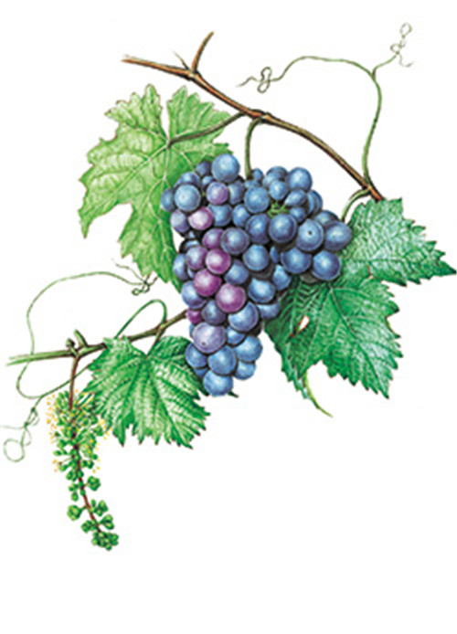 植物科學畫,宜興有名家