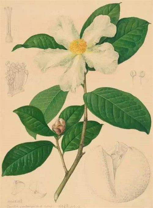 植物科學畫,宜興有名家