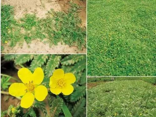 耐鹽堿植物大搜羅