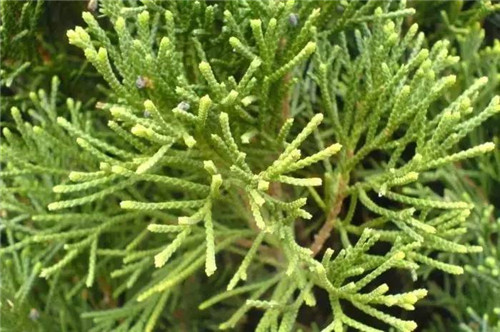 耐鹽堿植物大搜羅