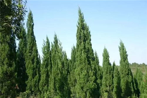 耐鹽堿植物大搜羅